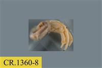 藏品(綠色細螯寄居蟹)的圖片